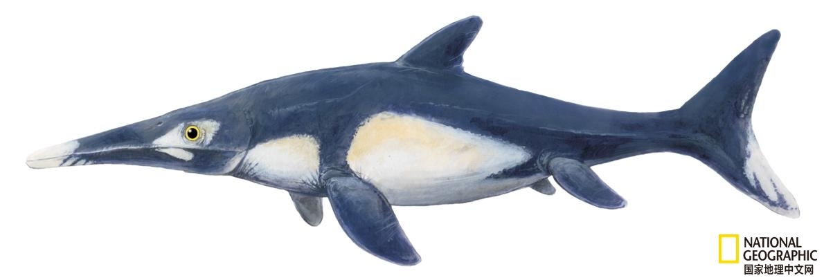 热文 正文还原狭翼鱼龙的本来颜色 尽管我们复原的狭翼鱼龙外形已经
