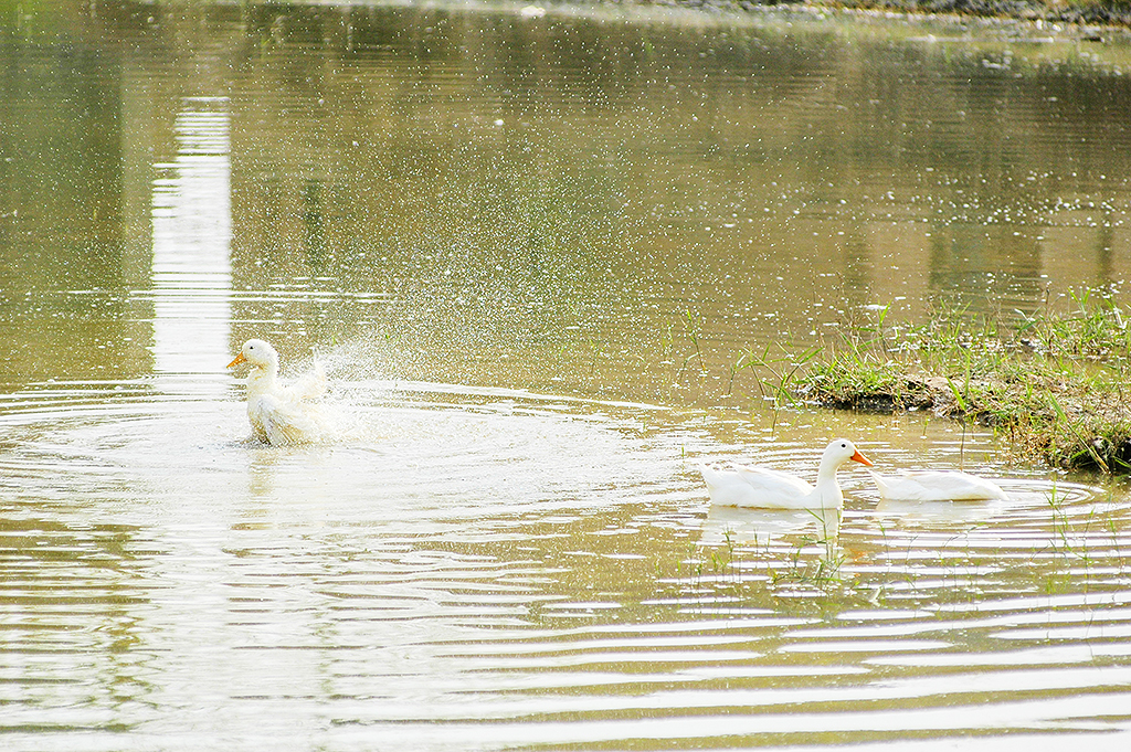 池塘里的鸭子是乡村一道好风景,看着很有趣人文气息更是浓郁