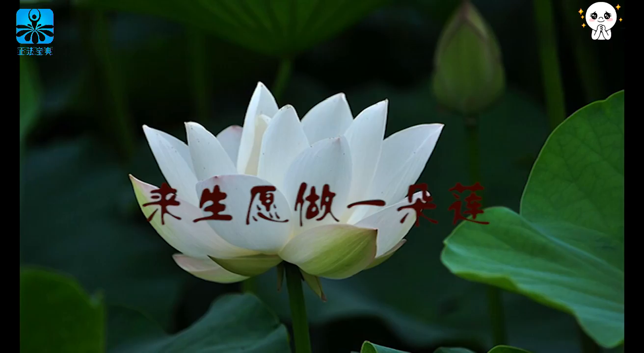 佛教代表音乐来生愿做一朵莲魏新雨网络佛缘十大佛歌之一