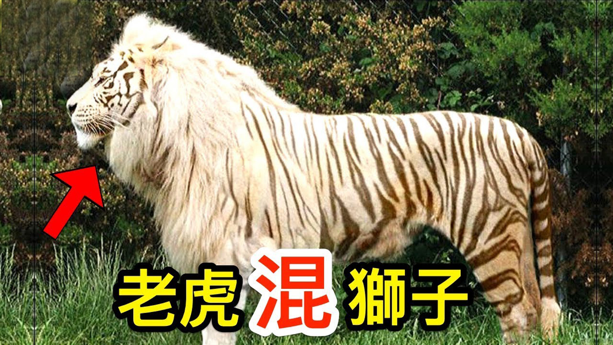 被人类捕获的巨大生物