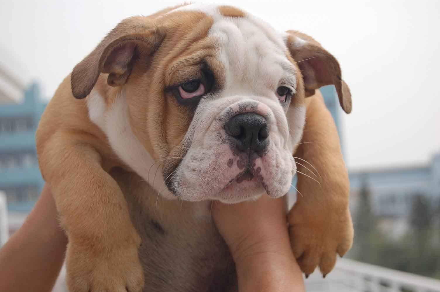 斗牛犬索尔,在普瑞纳公司举办的"第18届全美狗展"上,荣登榜首