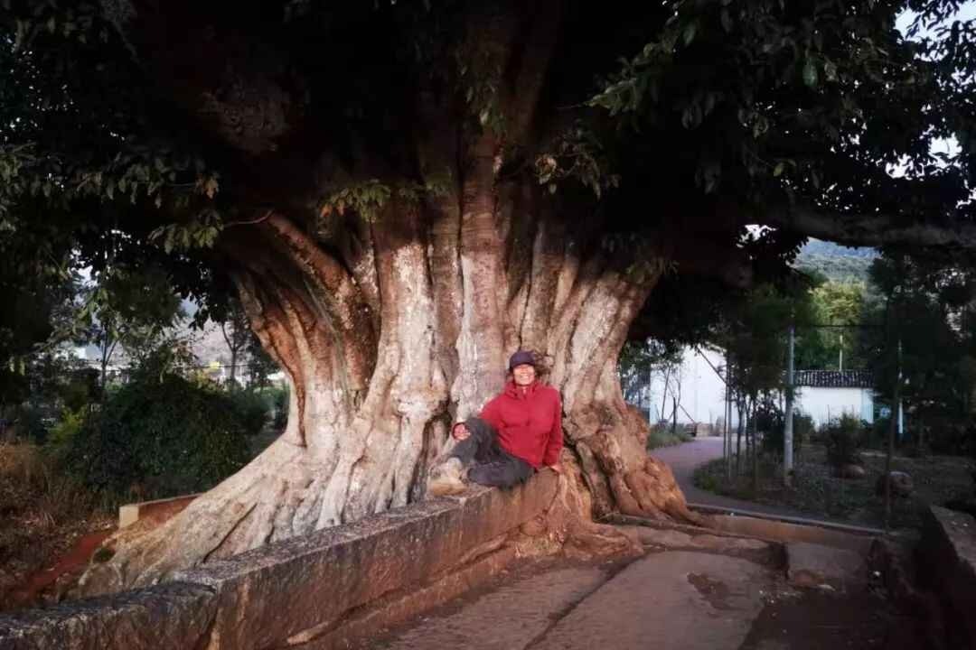 大榕树 当我们什么都不成为便成为了真实的自己 凤凰网