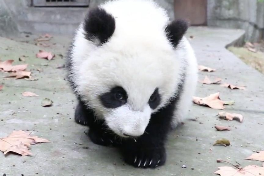 熊猫生气的样子萌萌哒这是不是你女朋友生气的亚子呀超可爱