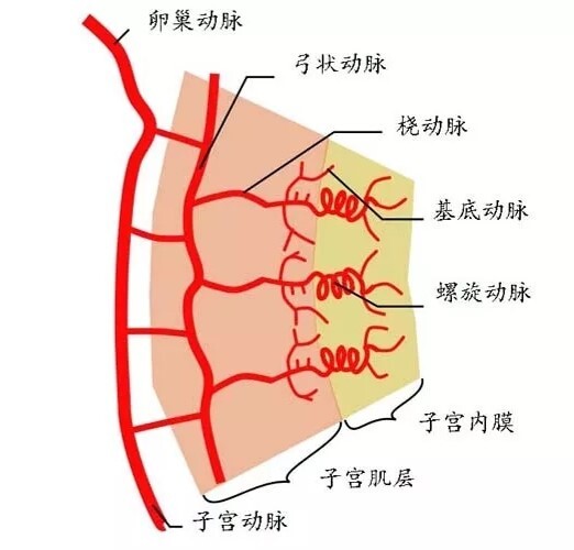 子宫动脉RI图片