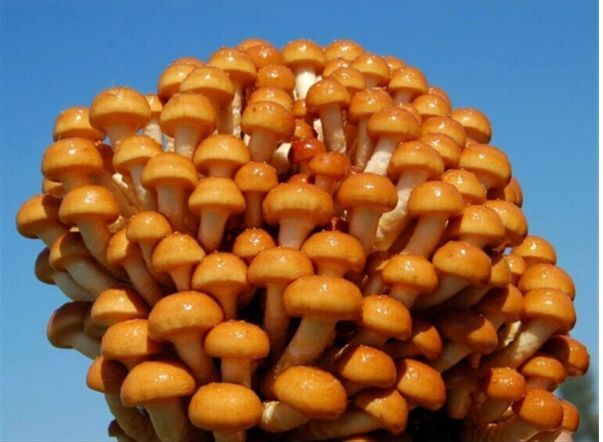 特产早知道——滑菇__凤凰网