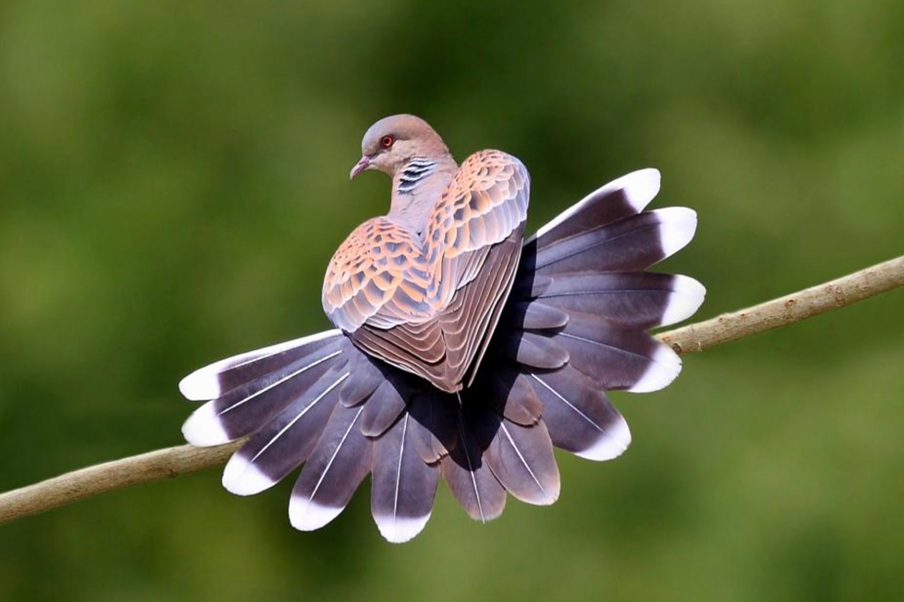 斑鸠很可爱摆个造型都是爱你的样子