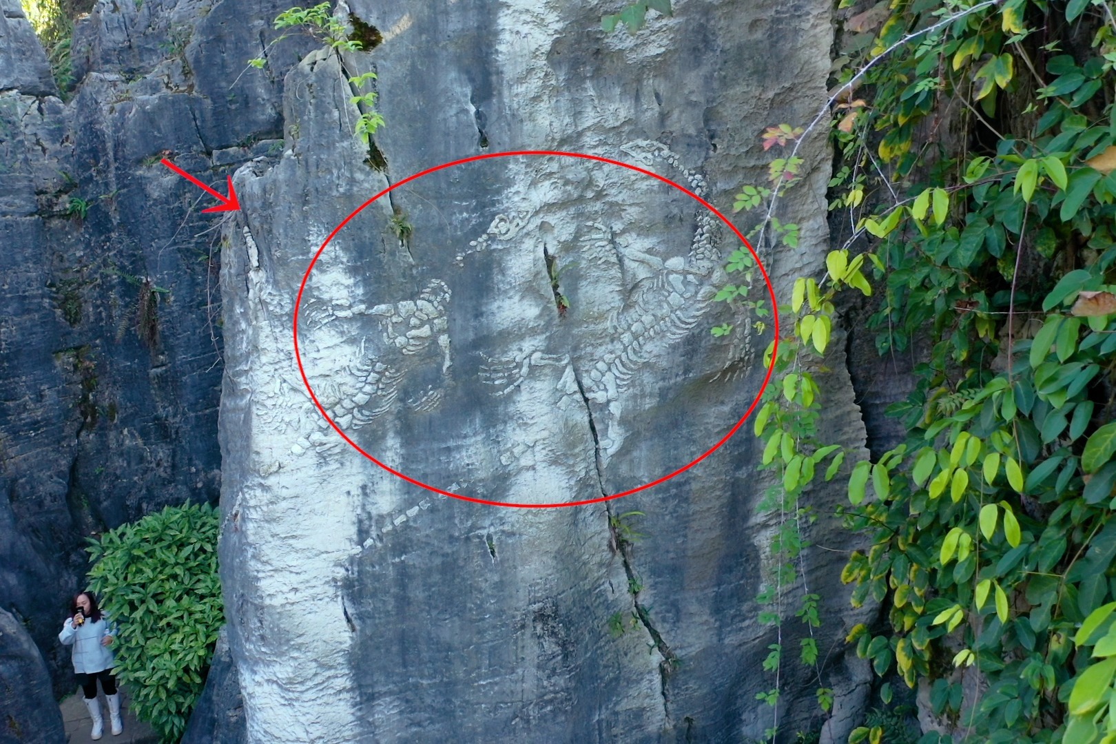 贵州一公园内石头上发现化石疑是万年蜈蚣化石