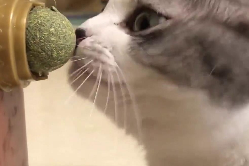 猫咪吸薄荷球现场第一口开始场面已经失控小样子萌萌哒