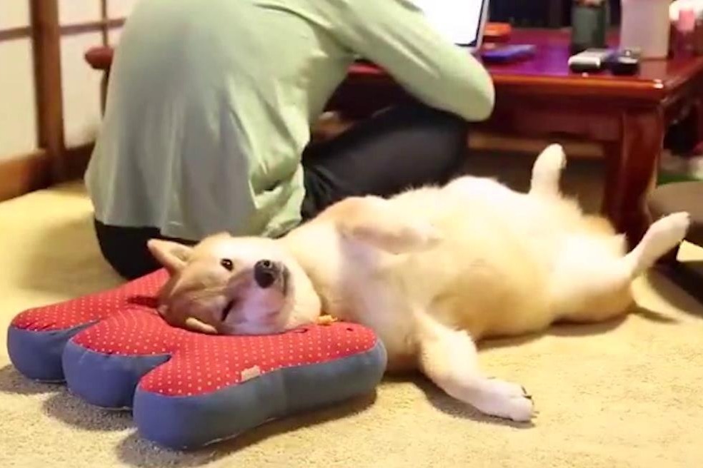 狗子看主人忙工作不理自己,柴犬:你忙你的,我先躺会
