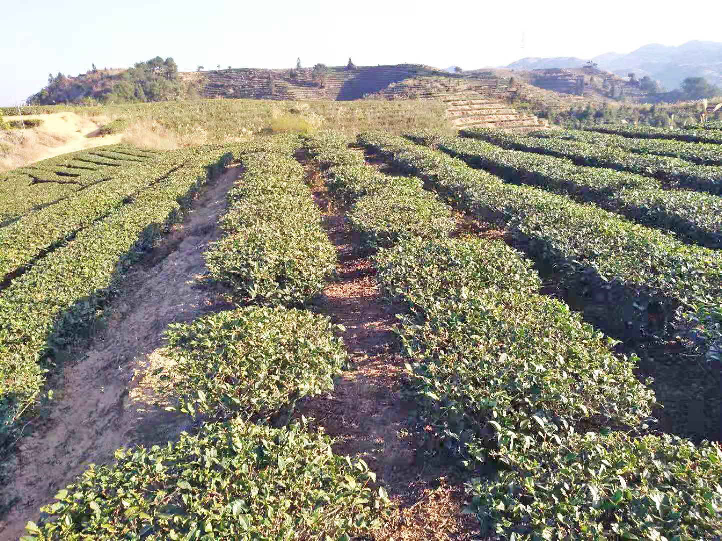 境美乡村——安溪县剑斗镇前炉村