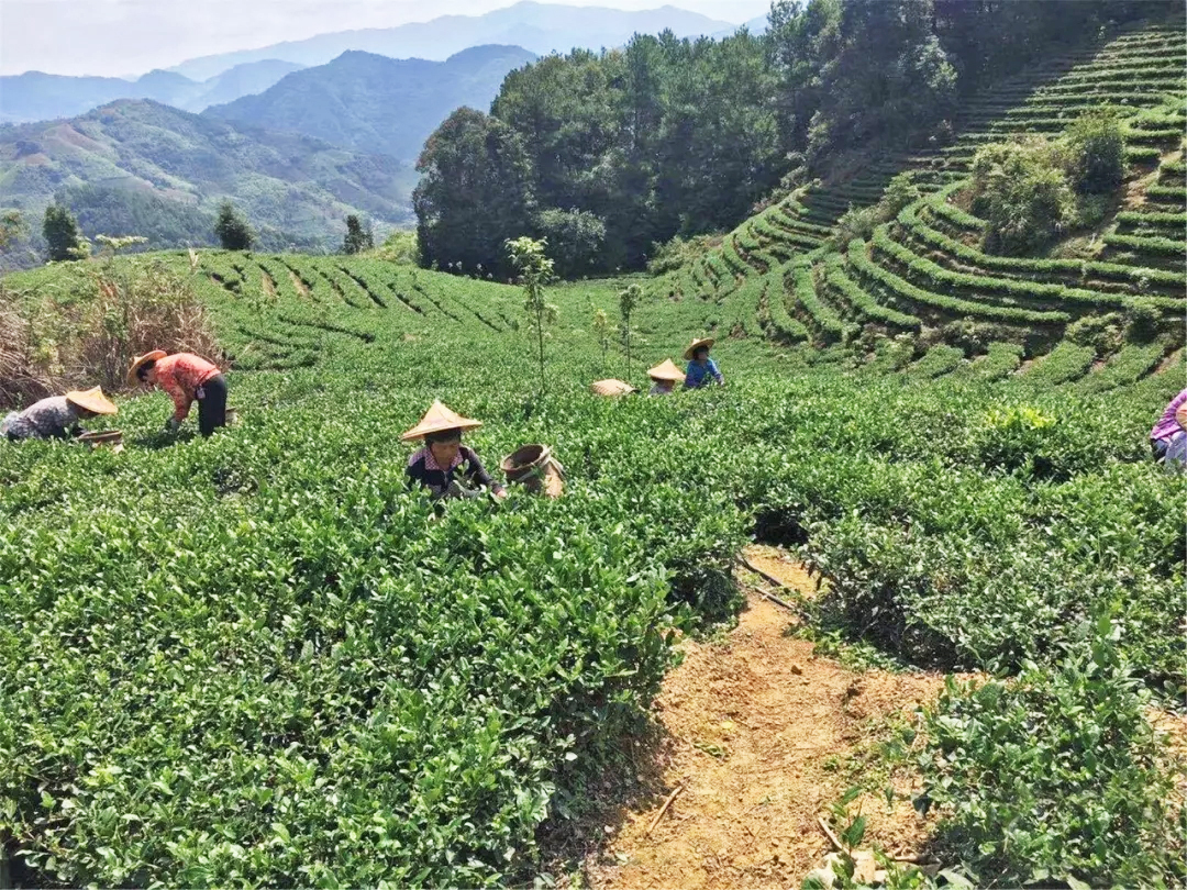 境美乡村——安溪县剑斗镇前炉村