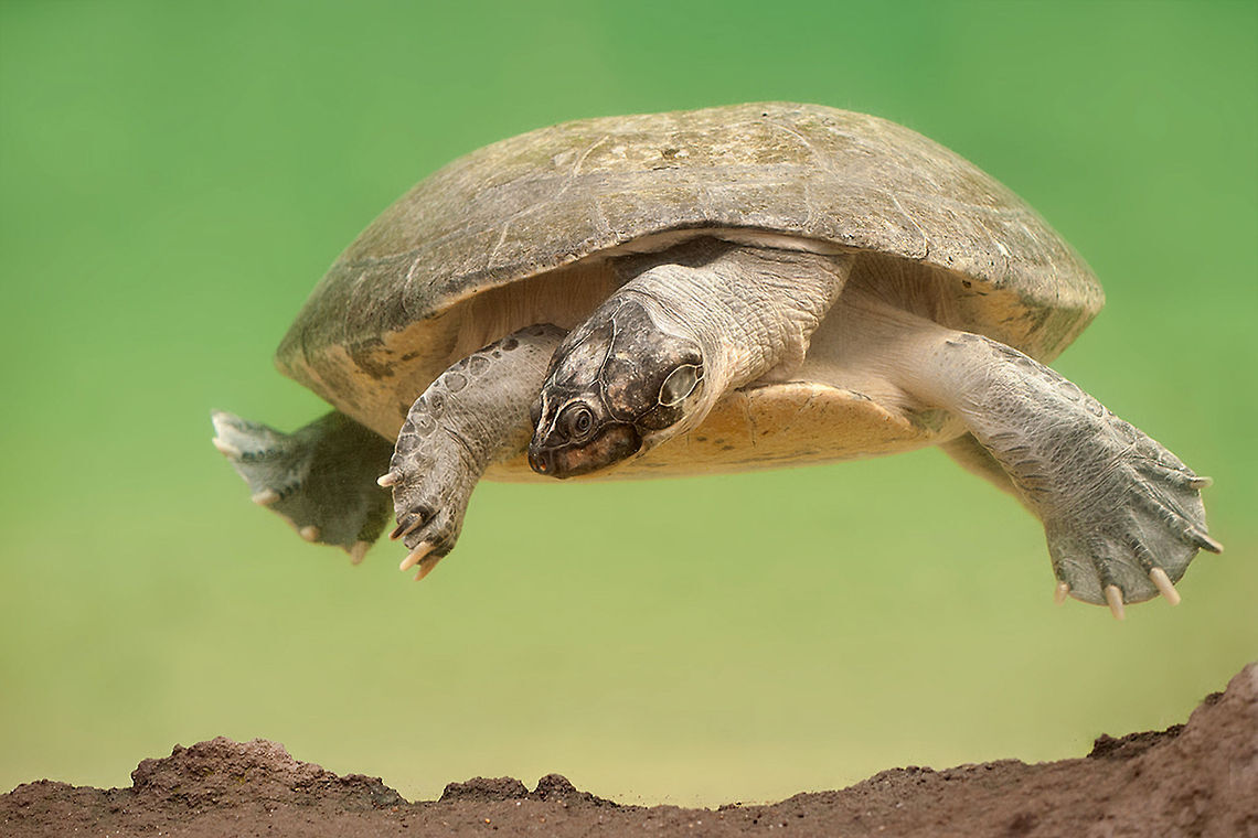 骇龟本想变成无敌铁憨憨结果演化成巨鳄的肉罐头