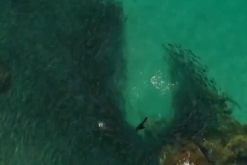 壮观！澳大利亚顽皮海豹追赶鱼群被让出一条道