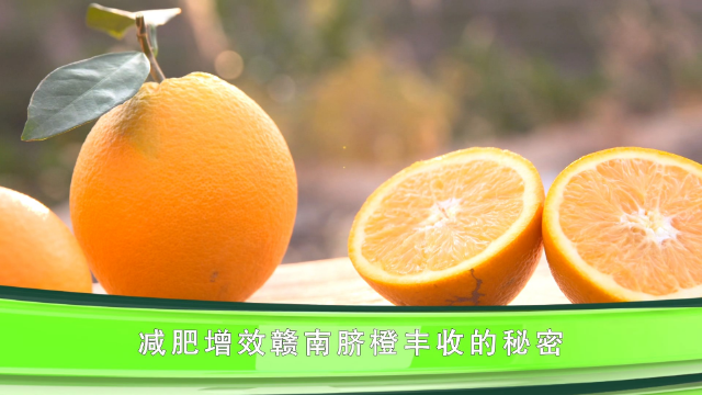 脐橙的功效与作用能减肥么(脐橙的作用与功效果)