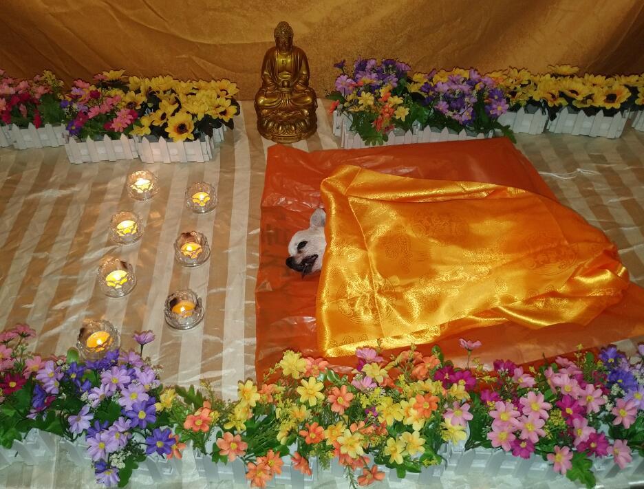 上海宠物去世,宠物火化,流程详解