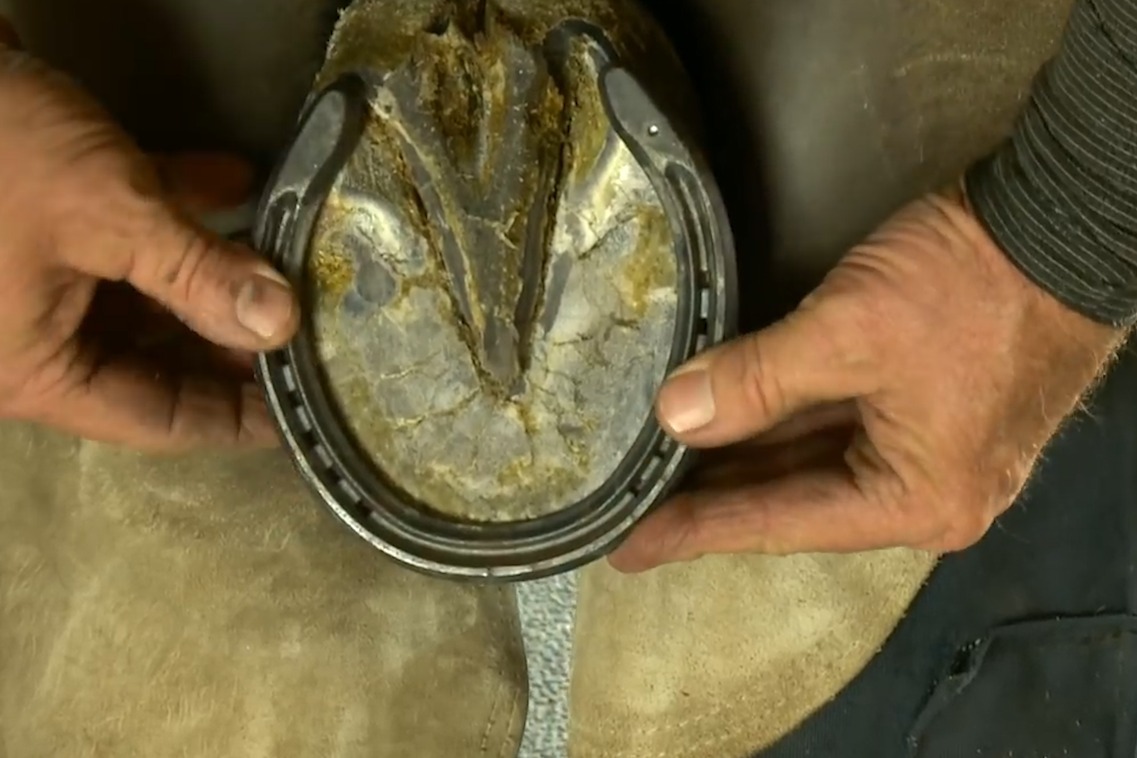 农夫给马儿修马掌,原来马也需要剪指甲,看着十分解压