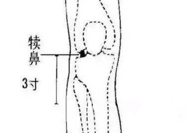 针灸穴名解——胃经腧穴 犊鼻