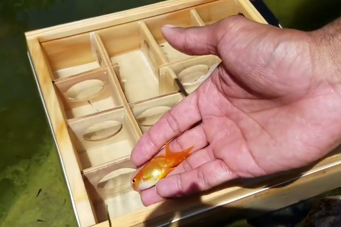 鱼的记忆只有7秒？老外给鱼做了个迷宫，测试记忆力