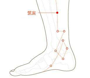 【定位】 在小腿內側,當太溪與陰谷的連線上,太溪上 5寸,腓腸肌肌腹的