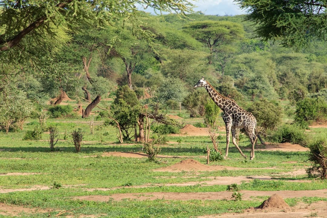 博茨瓦纳一游:天然的野生动物园,典型的非洲国家