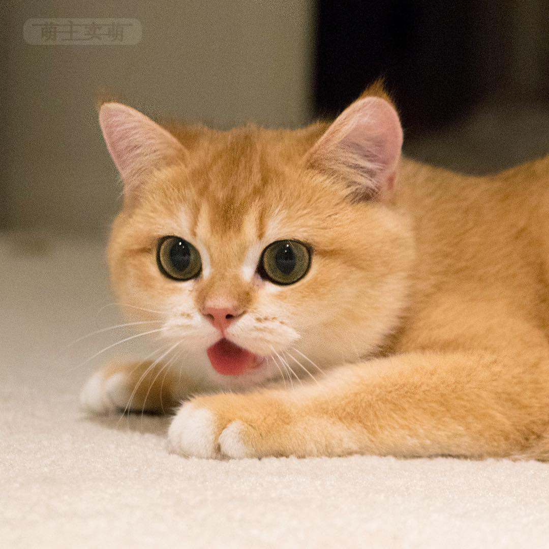 你是哪家的狗带大的金渐层