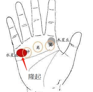 这个看右手,我们可以看到小指的根部水星丘,它代表了您的财运,社会和