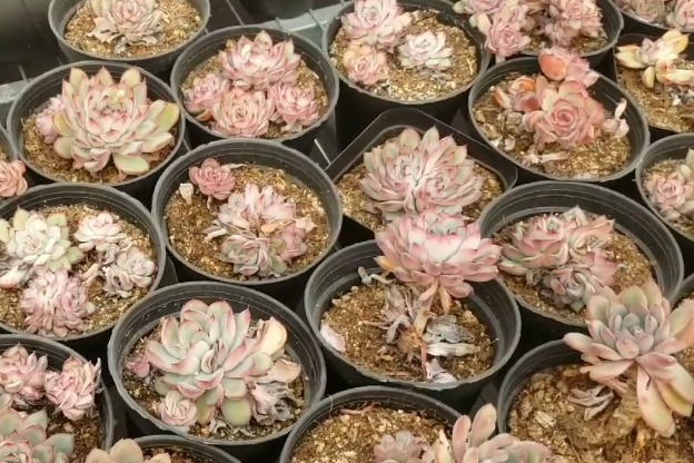 走进多肉基地，大片老桩花月夜状态全开，太美了