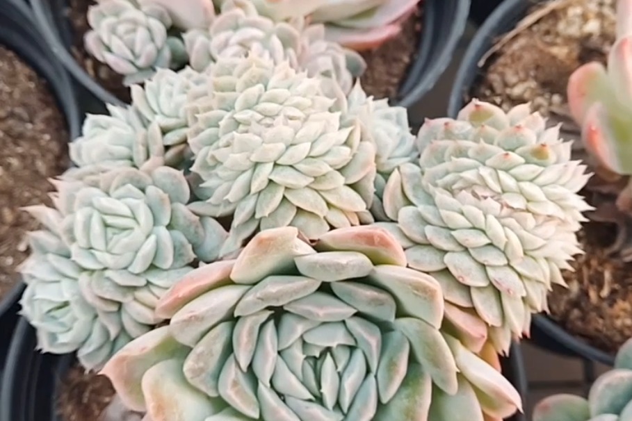 多肉基地发现桑切斯缀化漂亮大气怎么可以这么美