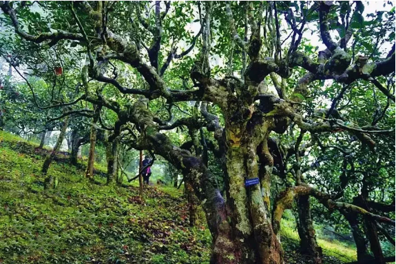 冰岛五寨是哪五寨?