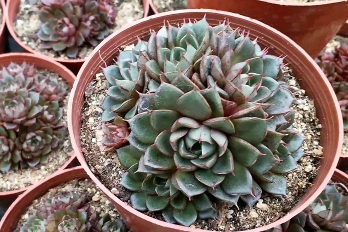 多肉猫眼外形美丽叶片紧凑迷人迷倒你了吗