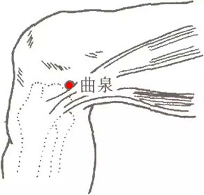 针灸穴名解——肝经腧穴 曲泉__凤凰网