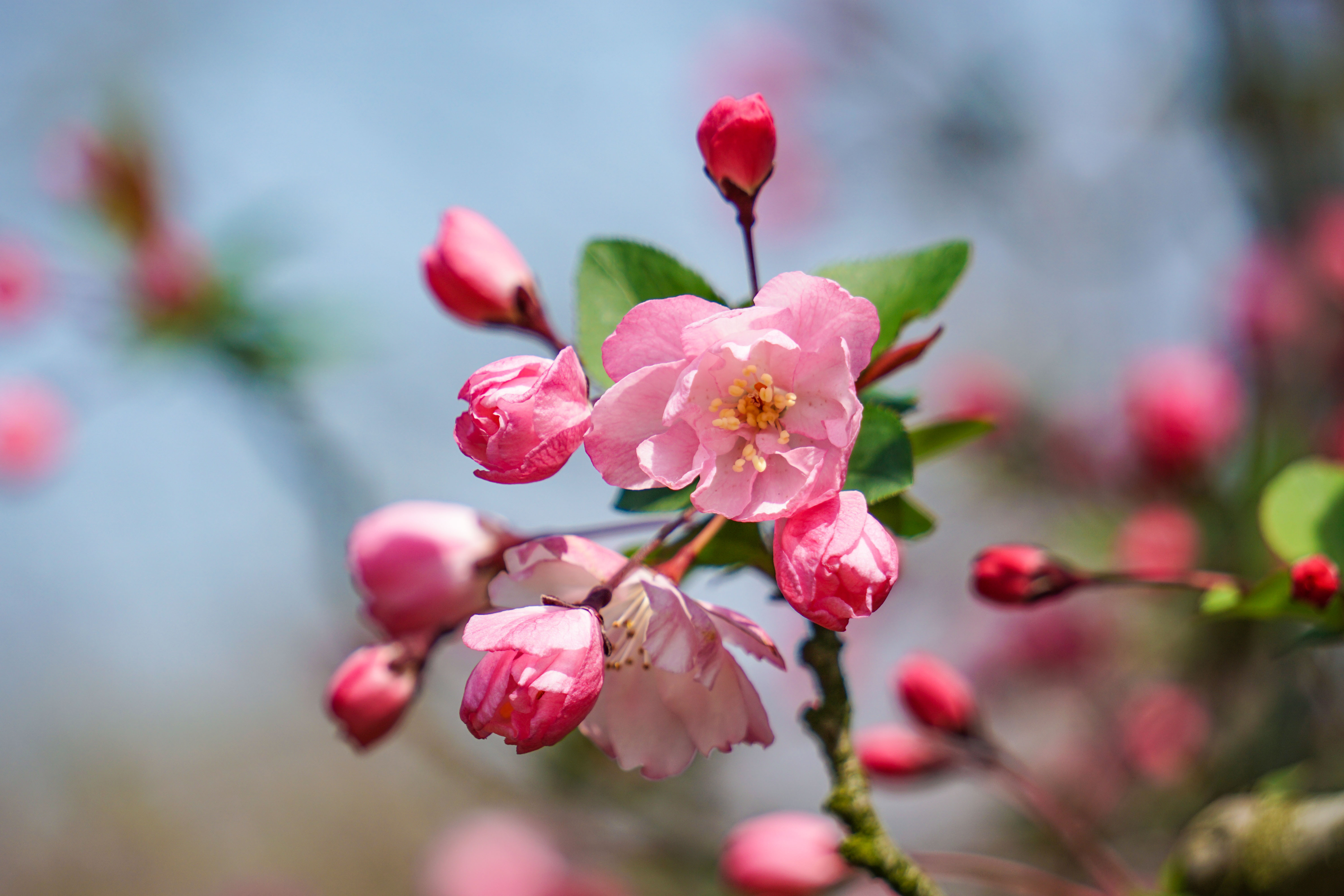 海棠花是春季最为美丽的花卉之一,其花色艳丽,香气宜人,每年开花时节