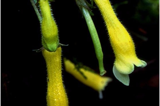 世界级保护植物——弥勒苣苔