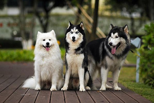威名远扬的雪橇三傻都是什么品种的狗子？有什么奇特的“利益”？（雪橇三傻是哪里的）