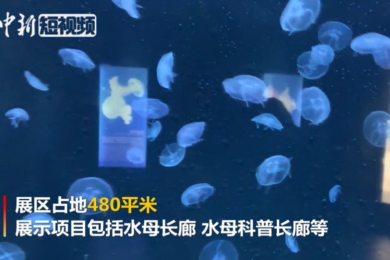 水母世界视频讲解 a9f983290b18dae3d8de5f0e8730859e21152b62_size76_w782_h522.png