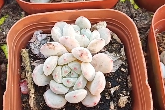 中苗多肉粉爪亮相和雪爪有什么不同大家知道吗