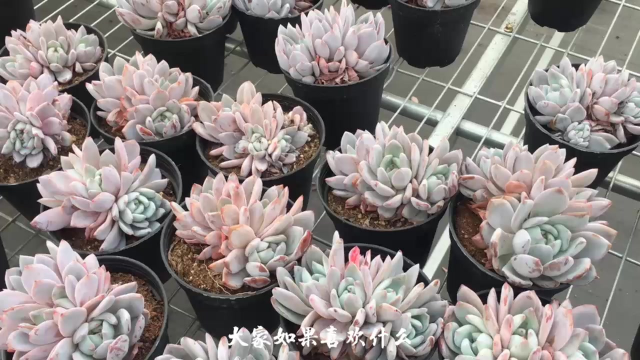 多肉小红旗 d841df9ed40858cf5b4728e6cff72f398a6eee2c_size447_w640_h360.png