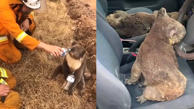实拍：澳大利亚山火持续肆虐 两名少年“冒火”救出一车考拉
