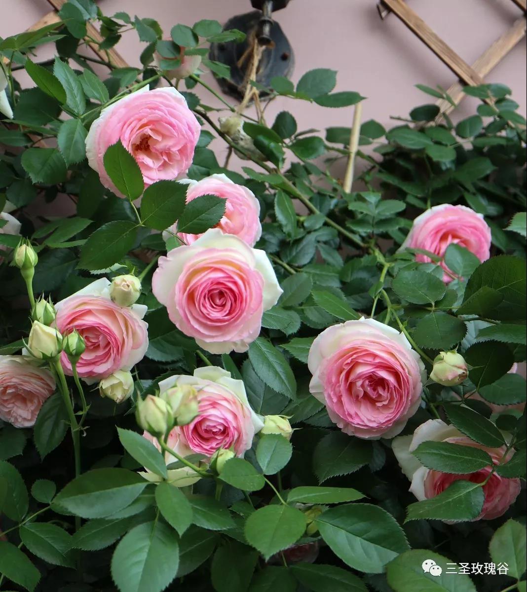 绽放在三圣玫瑰谷的100种玫瑰花之粉色龙沙宝石__凤凰网