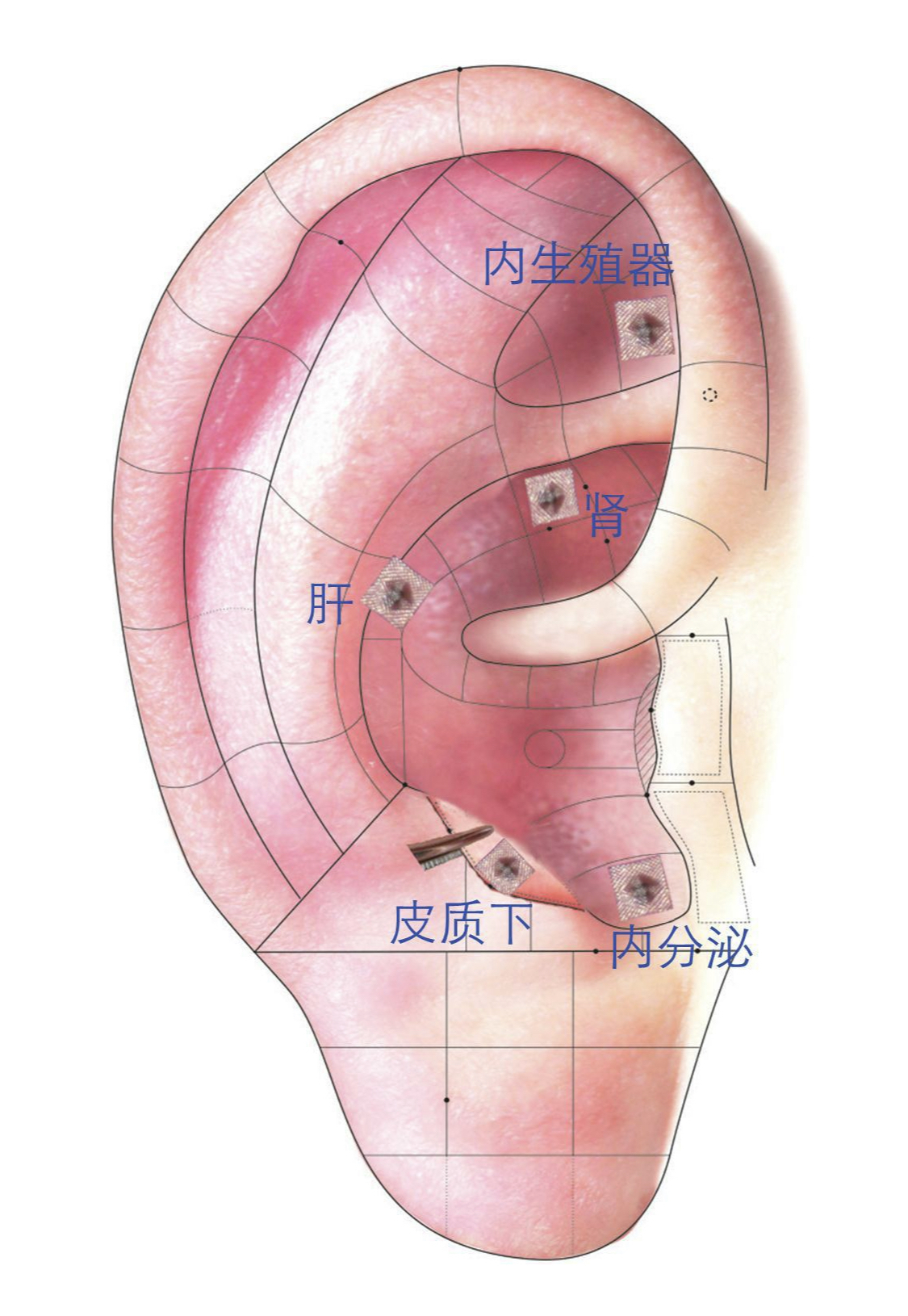 耳朵肝的准确位置图片图片