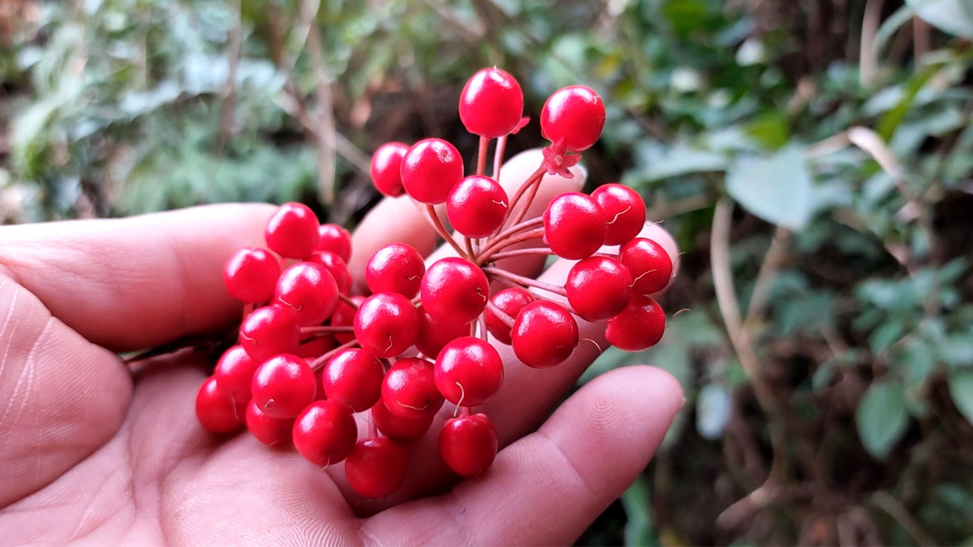 上山采炖猪脚的香料巧遇漂亮红果子不知道是啥有知道的吗