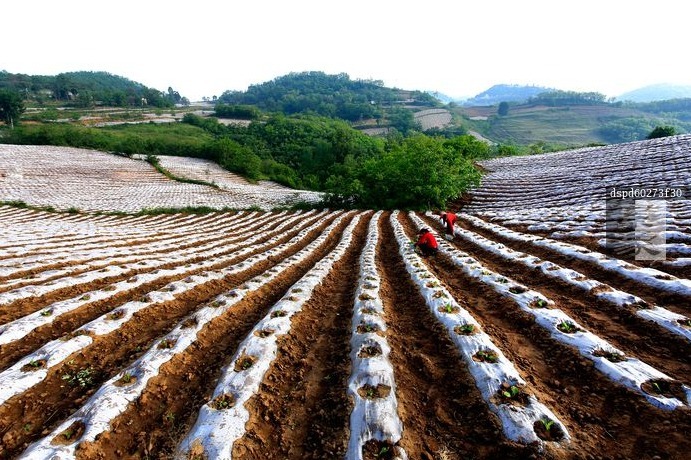 种植蔬菜，到底如何选择地膜？为什么种植草莓只用黑地膜