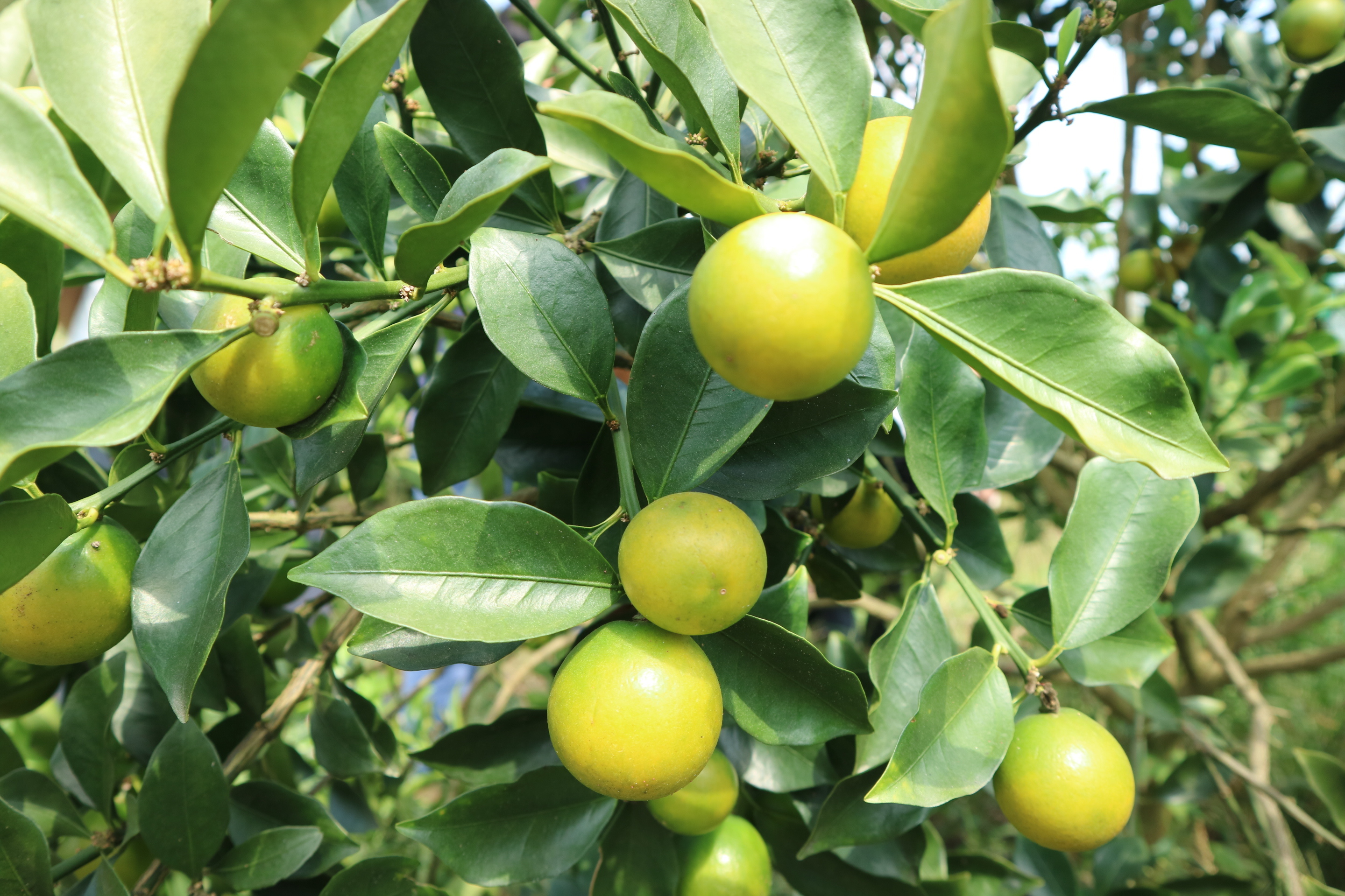 "融安金桔"统一开采上市销售时间确定 等您来采摘!__凤凰网