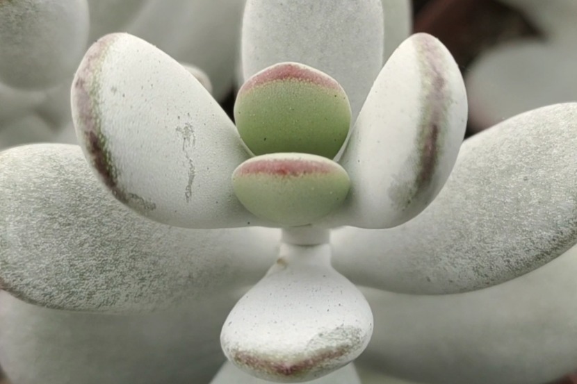 大片“高个子”肉肉来袭，样子呆萌，你喜欢吗