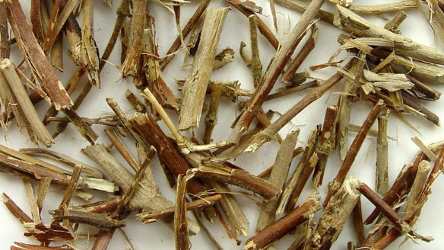 中药忍冬藤的传说故事——橘香园学堂