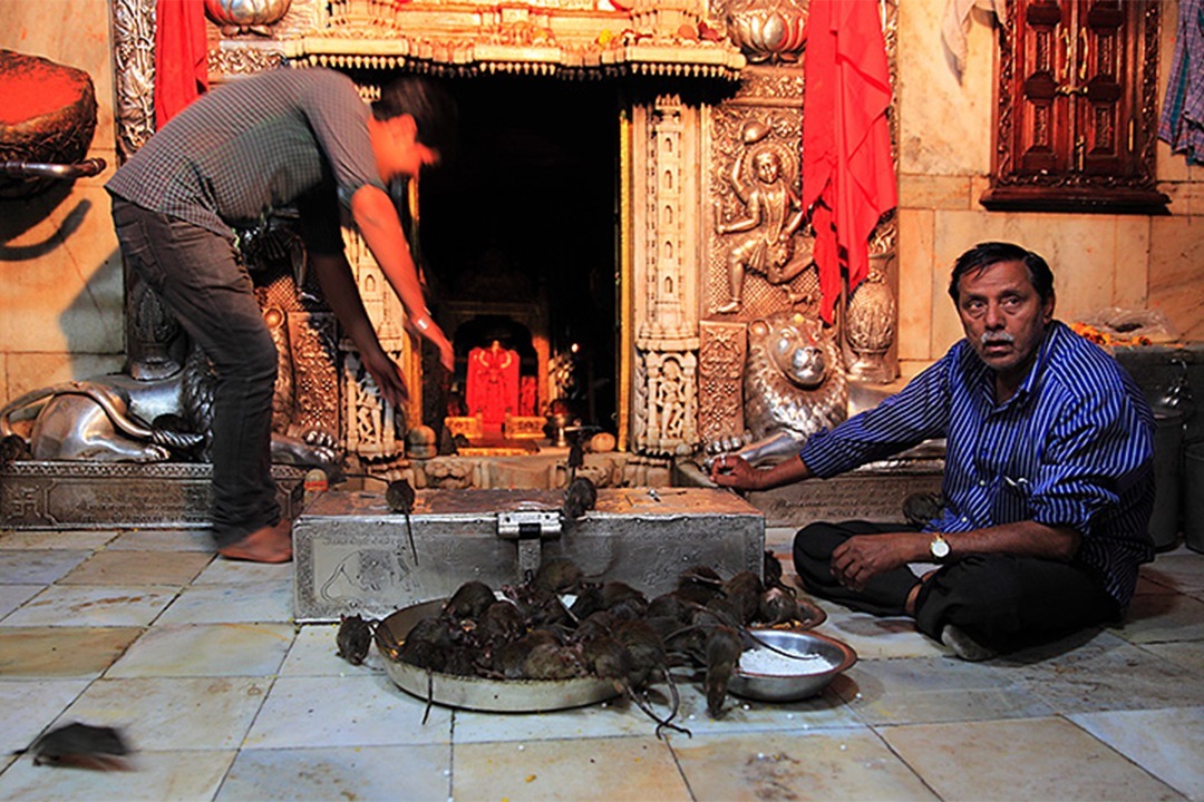 印度人还专门给老鼠修庙?