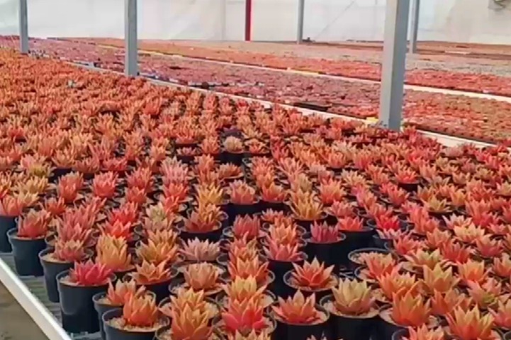 多肉基地独有的品种，别处很少见，名字很文雅