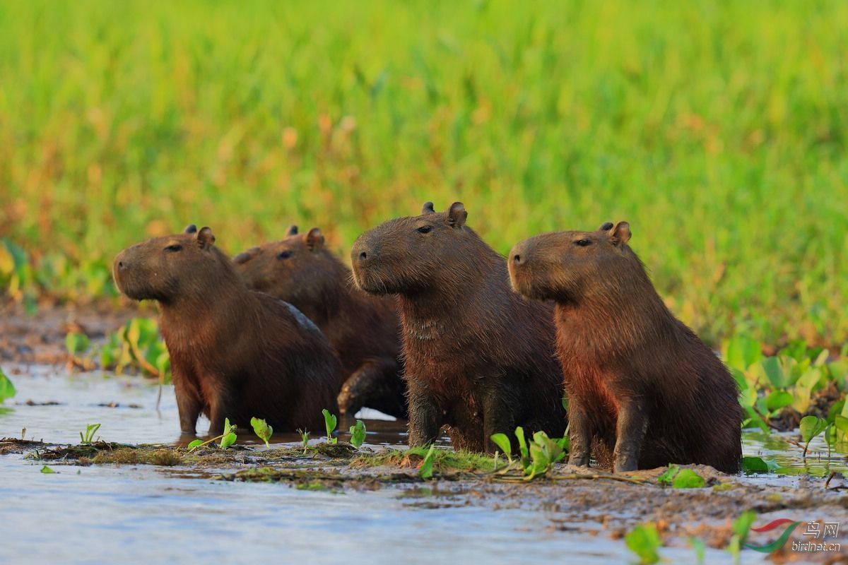 鼠年说鼠:史上第一巨鼠 体型强壮如牛
