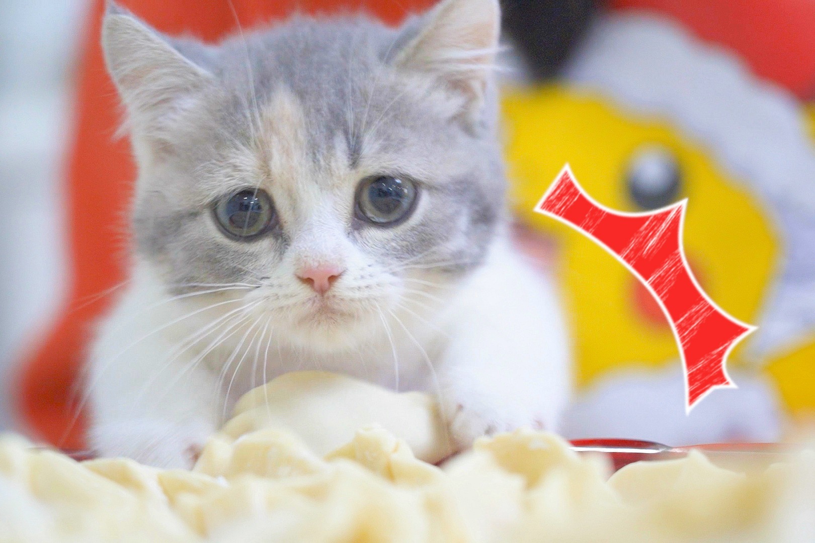 主人过年包饺子，小奶猫在旁边捣乱，还偷饺子吃！