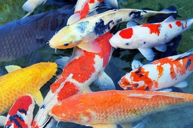 精品风水锦鲤（蓝鱼水族）